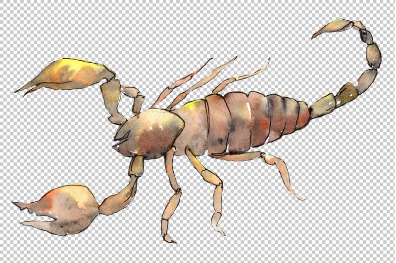 animal-scorpion-watercolor-png