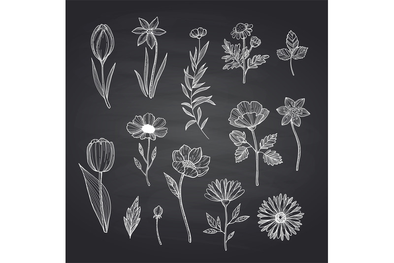 vector-hand-drawn-flowers-set-on-black-chalkboard-illustration