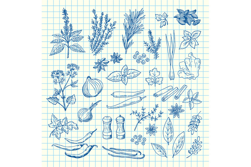 vector-hand-drawn-herbs-and-spices-on-cell-sheet-illustration