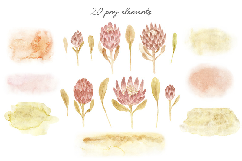 watercolor-protea-flowers-seamless-patterns-and-cliparts