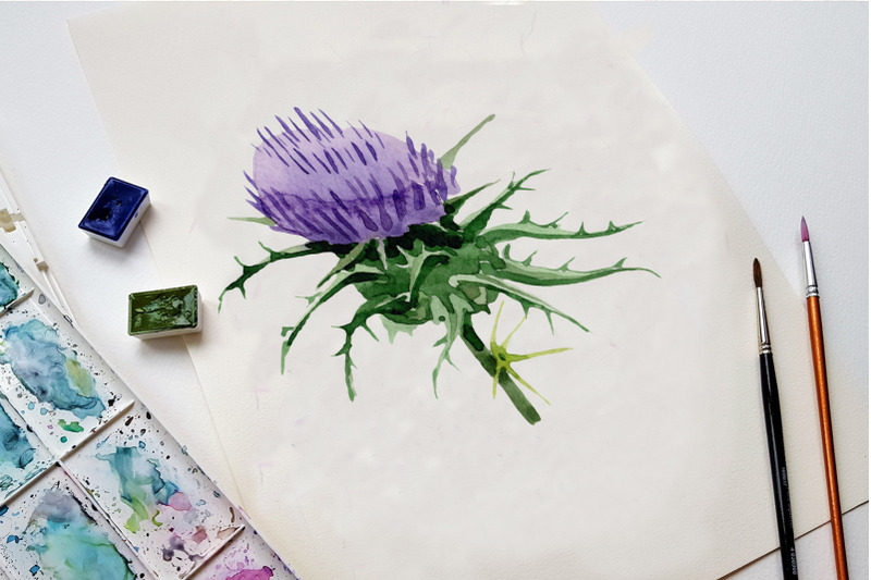 thistle-watercolor-set-digital-flowers-clipart-hand-painted