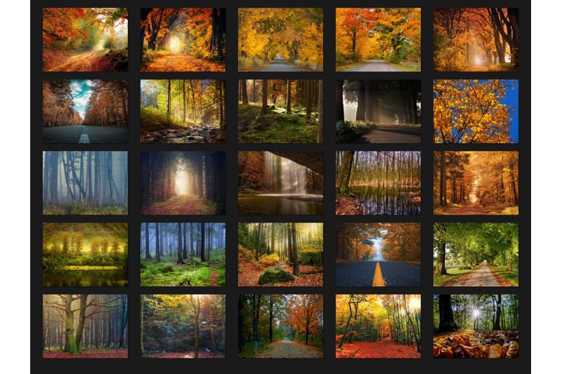 200-high-quality-autumn-trees-forest-digital-photoshop-overlays