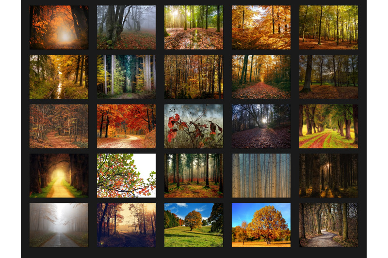 200-high-quality-autumn-trees-forest-digital-photoshop-overlays