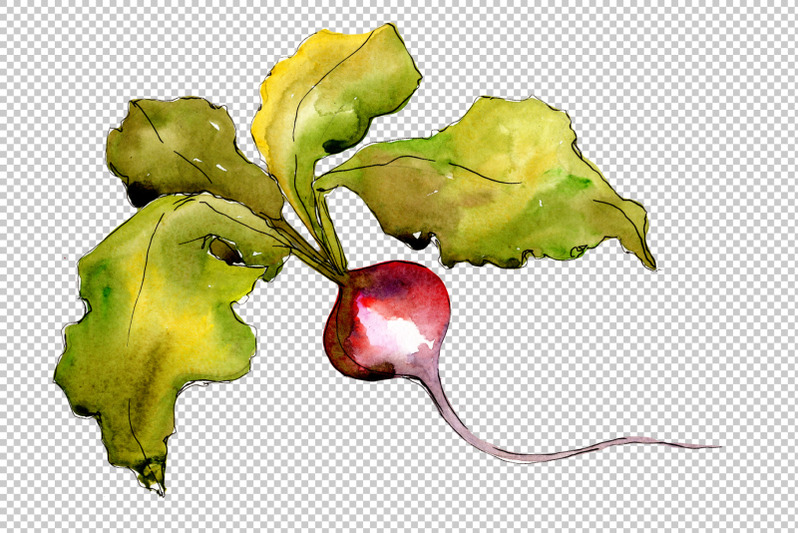 red-radish-watercolor-clipart-digital-art-vegetables-food-hand-pai