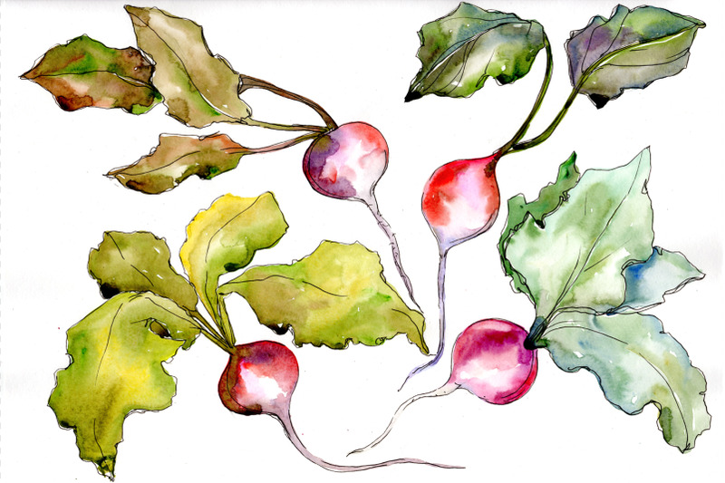 red-radish-watercolor-clipart-digital-art-vegetables-food-hand-pai