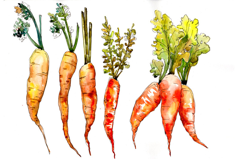 orange-carrot-watercolor-clipart-digital-art-vegetables-food-hand