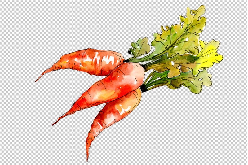 orange-carrot-watercolor-clipart-digital-art-vegetables-food-hand