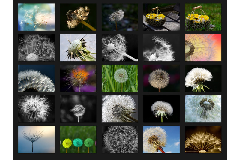 200-high-quality-dandelion-flower-digital-photoshop-overlays