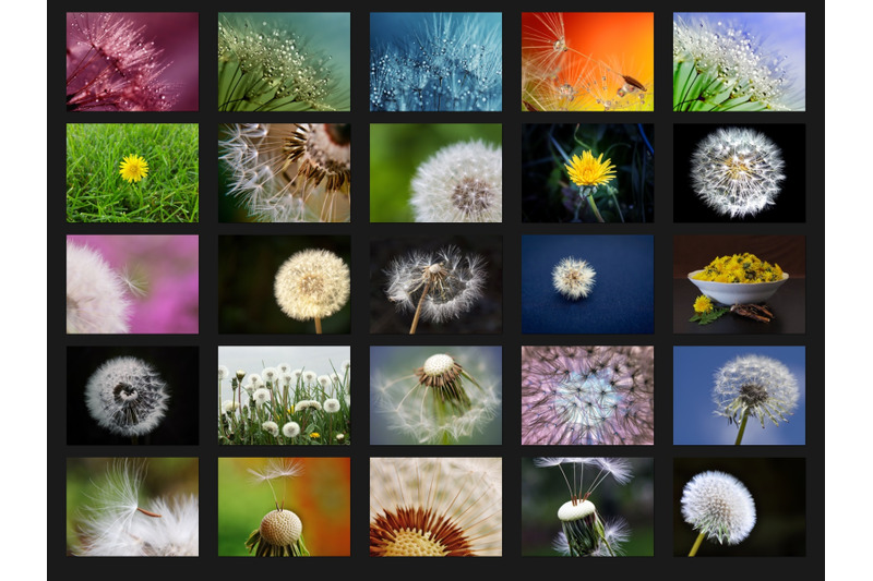 200-high-quality-dandelion-flower-digital-photoshop-overlays