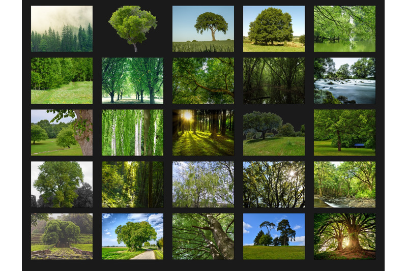 200-high-quality-green-trees-forest-digital-photoshop-overlays