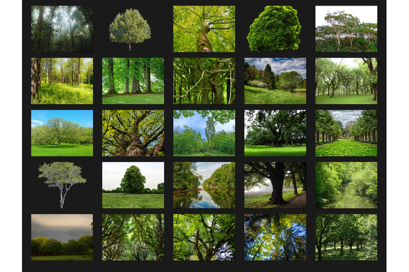 200-high-quality-green-trees-forest-digital-photoshop-overlays