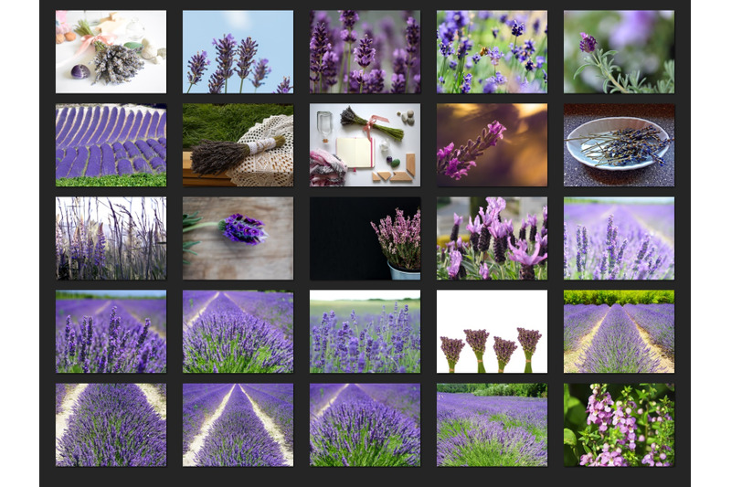 200-high-quality-lavender-digital-photoshop-overlays