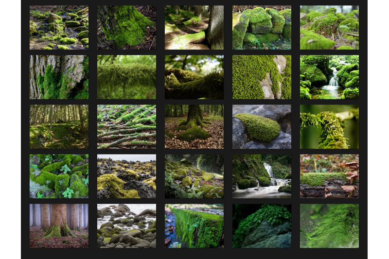 200-high-quality-moss-tree-stone-digital-photoshop-overlays