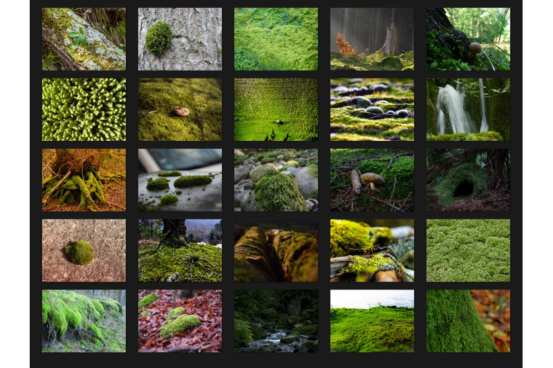 200-high-quality-moss-tree-stone-digital-photoshop-overlays