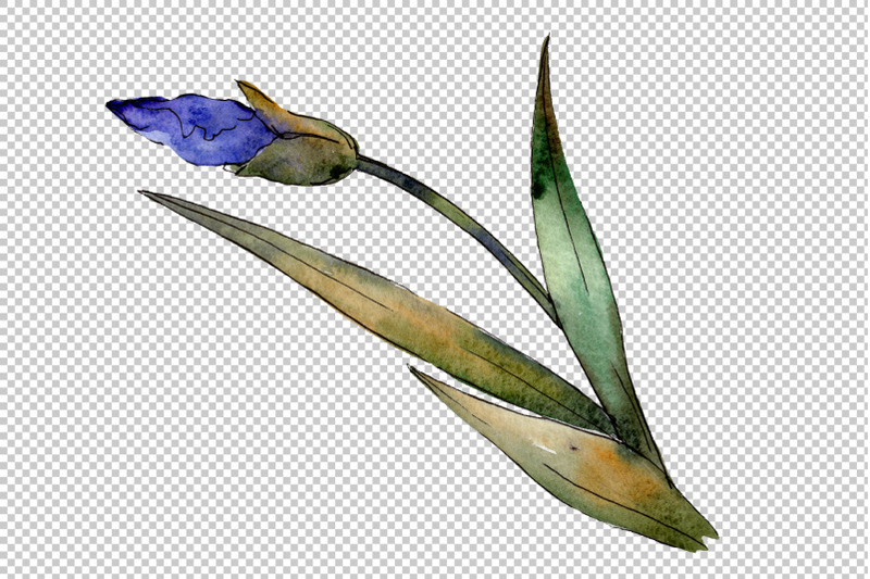 eurobuket-irises-blue-watercolor-png