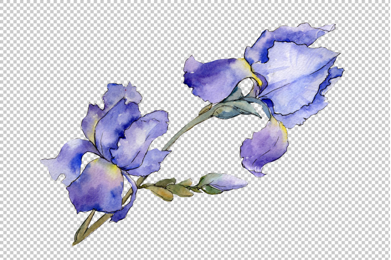 eurobuket-irises-blue-watercolor-png