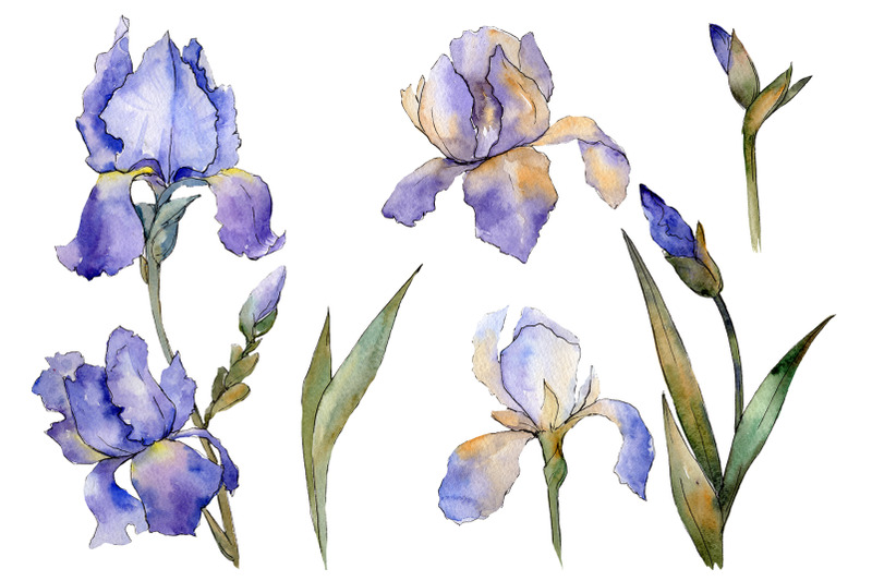 eurobuket-irises-blue-watercolor-png