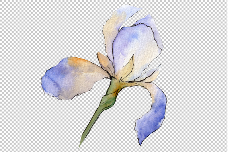 eurobuket-irises-blue-watercolor-png