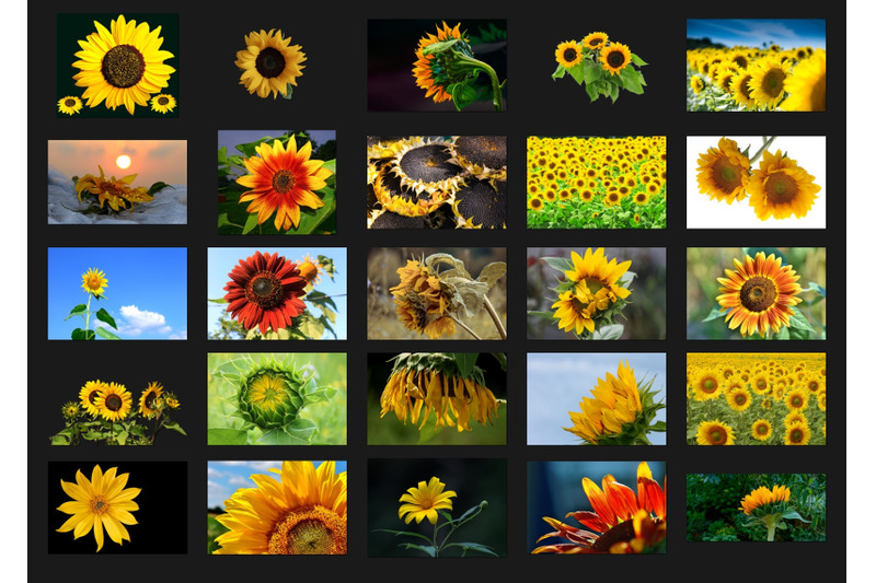 200-high-quality-sunflower-flowers-digital-photoshop-overlays