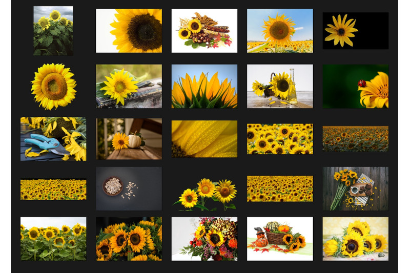 200-high-quality-sunflower-flowers-digital-photoshop-overlays