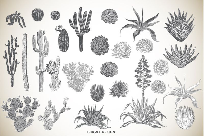 hand-drawn-succulents-amp-cacti-set