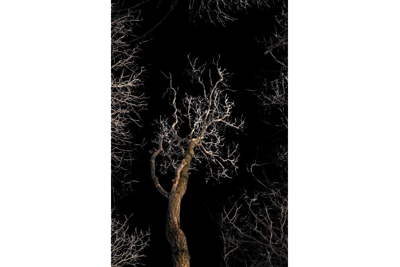 an-image-of-a-tree-surrounded-by-branches-isolated-on-a-transparent-b