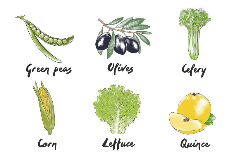 set-of-42-organic-food-sketches