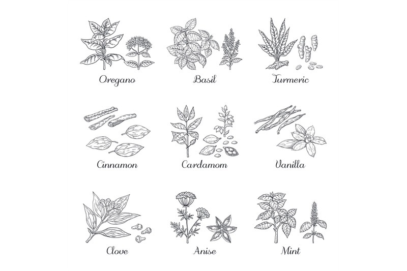 hand-drawn-spices-herbs-and-vegetables-sketch-elements-oregano-turme