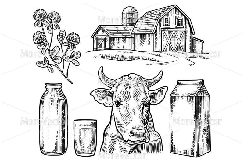 set-milk-farm-cow-head-clover-box-carton-package-glass-and-bottle-vector-engraving-vintage
