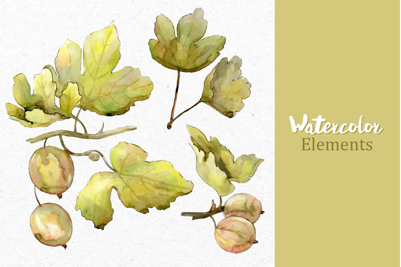 watercolor-gooseberry-png-collection