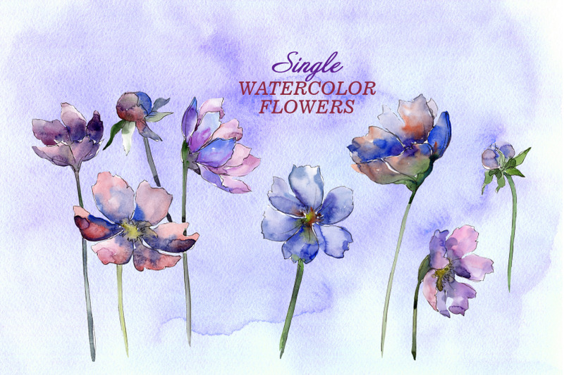cosmos-flowers-watercolor-png