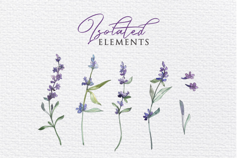 watercolor-lavender-png-collection