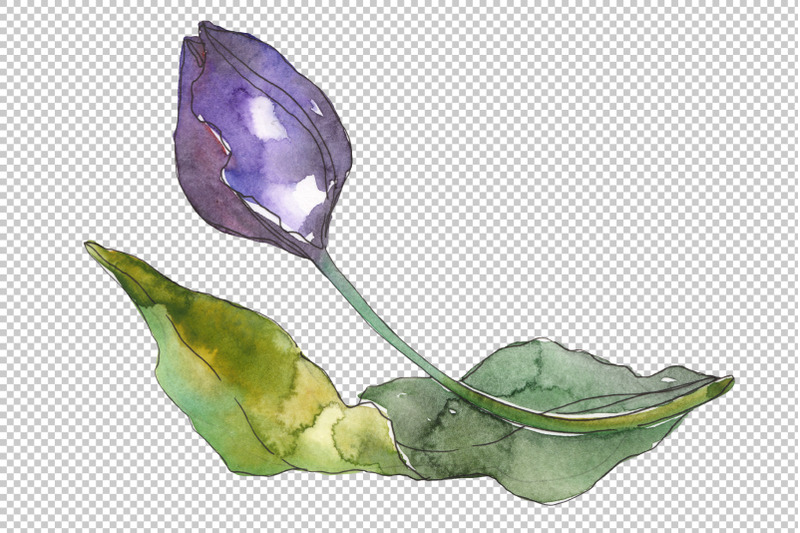 tulips-blue-watercolor-png