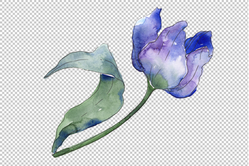 tulips-blue-watercolor-png