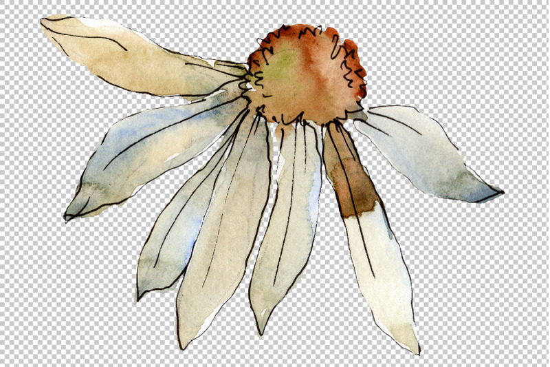 daisy-white-watercolor-png