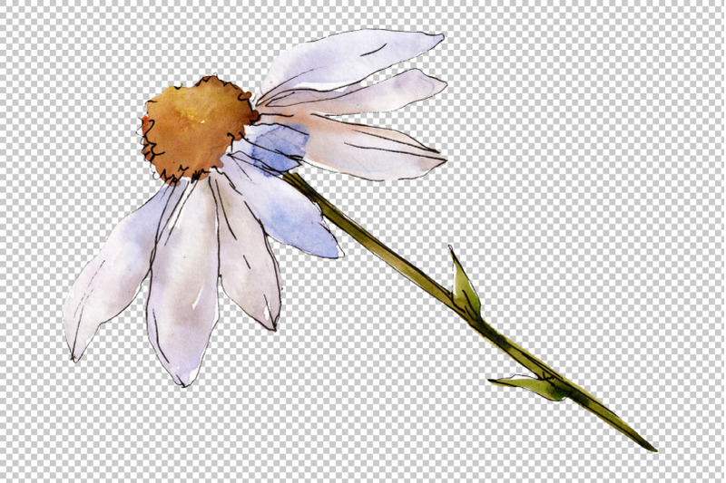 daisy-white-watercolor-png