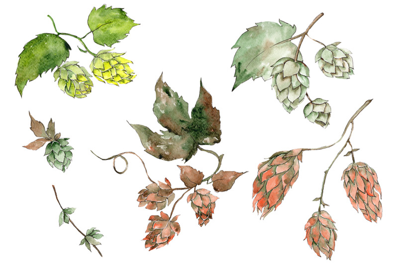 hops-plant-watercolor-png