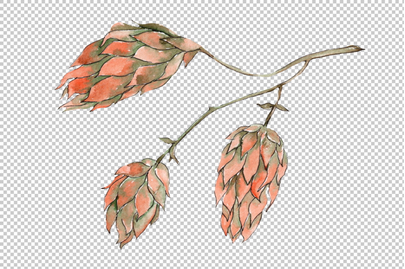 hops-plant-watercolor-png