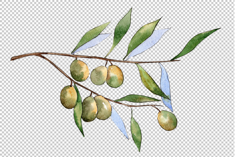 branch-olive-watercolor-png