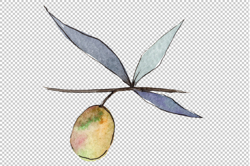 branch-olive-watercolor-png