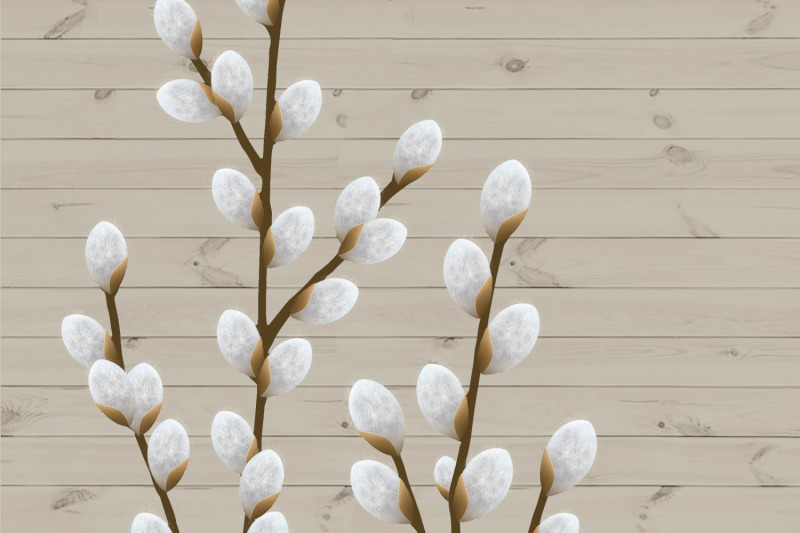 pussy-willow-clipart