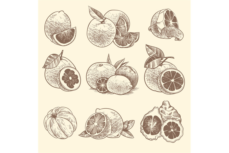 sketch-citrus-oranges-lemons-and-grapefruit-lime-citrus-fruits-and