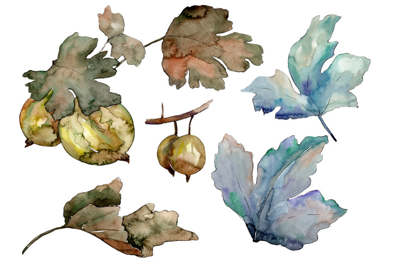 gooseberry-plant-ordinary-watercolor-png