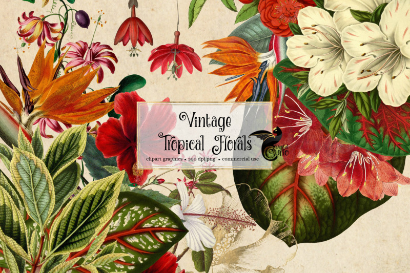 vintage-tropical-floral-clipart