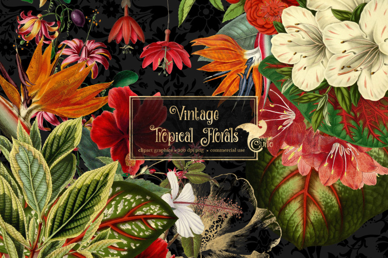 vintage-tropical-floral-clipart