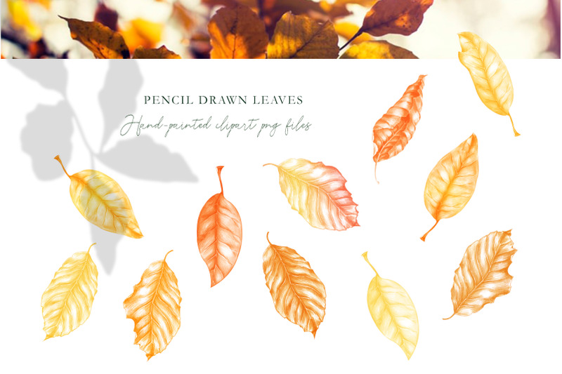 hand-drawn-set-with-autumn-leaves