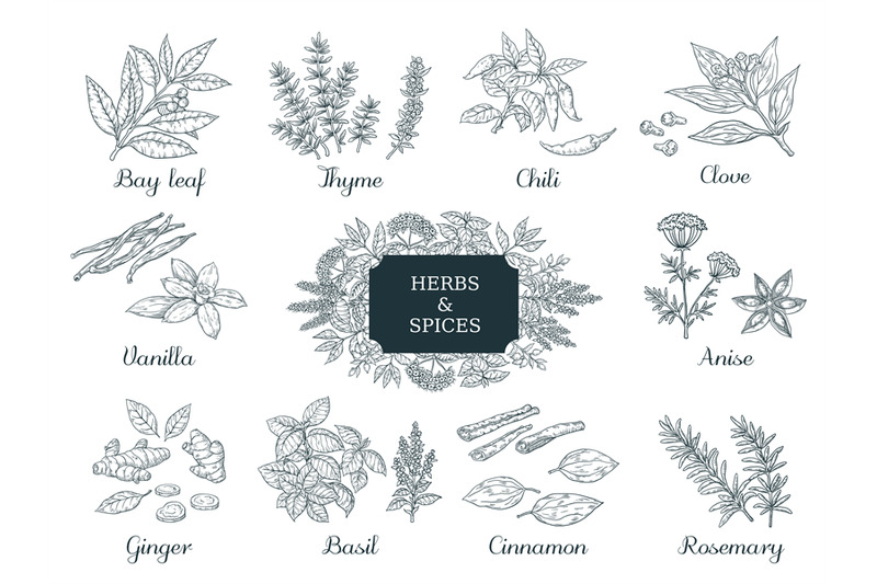 hand-drawn-spices-indian-food-herbs-and-vegetables-italian-and-asian