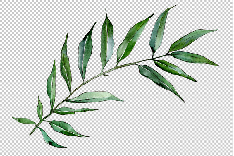 willow-branches-watercolor-png