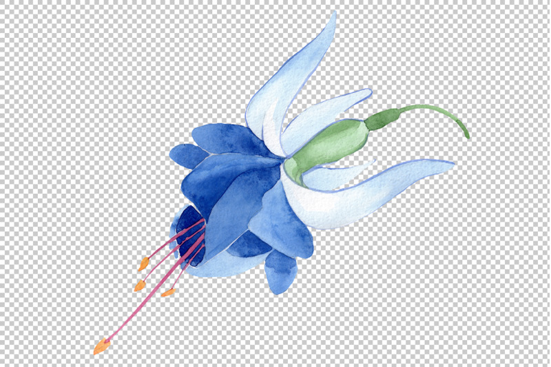 fuchsia-blue-watercolor-png