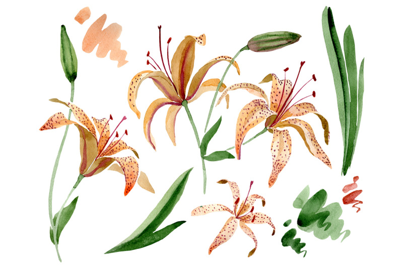 orange-lily-watercolor-png